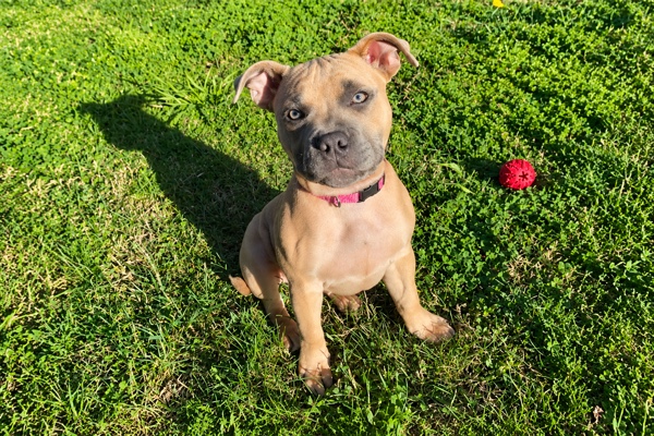 Cara trainee therapy dog